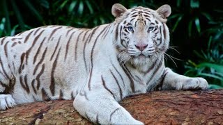 Saiba mais sobre o TIGRE BRANCO  Natureza Viva [upl. by Deehsar]