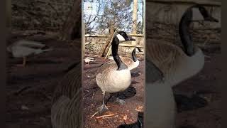 Canada Geese Honking Loud birds [upl. by Aroel]