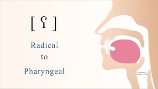 ʕ  voiced radical pharyngeal non sibilant fricative [upl. by Anaira]