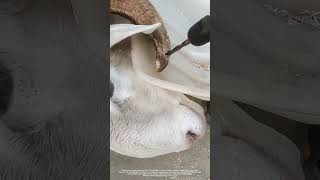 Use An Electric Drill To Drill A Hole In The Horn Of A Sheep And Tie Ropes [upl. by Newfeld]