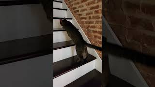 ThreeLegged Tripawd Cat Climbing Stairs [upl. by Mieka]