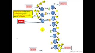 Chain Termination Sanger method DNA sequencing English Dr Essam Ibrahim [upl. by Ayot]