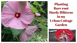 Urban Cottage Gardening  Planting Hardy Hibiscus Bareroot Plants  Catherines Garden [upl. by Burroughs]