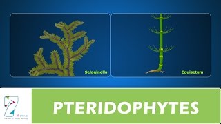 PTERIDOPHYTES [upl. by Gnilhsa]