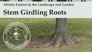 Stem Girdling Roots  Abiotic Factors in the Landscape and Garden [upl. by Ronen993]