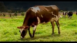 ¿Por qué se debe cuidar la alimentación de la vaca gestante antes del parto  La Finca de Hoy [upl. by Aknayirp165]