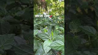 Bird eye chilli🌶️ youtubshorts relaxingmusic [upl. by Laise]