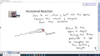 Acrosomal Reaction [upl. by Astor216]