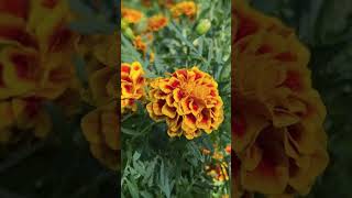 Ganda Caltha Gols bloom Garden Marigold Holligold Gold bloom Marybud Pot Marigold [upl. by Eirrod]