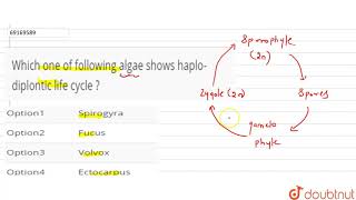 Which one of following algae shows haplodiplontic life cycle [upl. by Nosnirb]