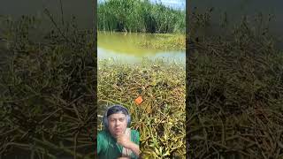 ISCA DA CHINA PRA CARPAS FUNCIONA  Aliexpress dicasdepesca fishing [upl. by Jaclyn]