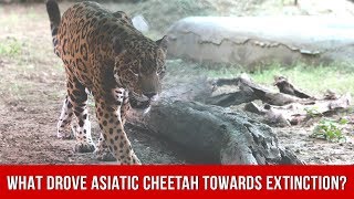 What Drove The Asiatic Cheetah Towards Extinction [upl. by Tuttle343]