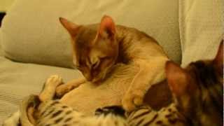 Bengal and Abyssinian kitten  cuddles and wrestling [upl. by Josiah]