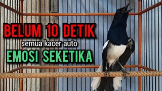 SUARA BURUNG kacer gacor NGEPLONG tarung konslet ini paling ampuh buat PANCINGAN KACER agar EMOSI [upl. by Nyleikcaj]