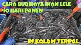 CARA BUDIDAYA IKAN LELE 40 HARI PANEN DI KOLAM TERPAL MUDAH UNTUK PEMULA [upl. by Ennaihs202]