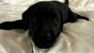 Playful Barking Black Labrador Retriever Puppy 37 Days Old [upl. by Yrod890]