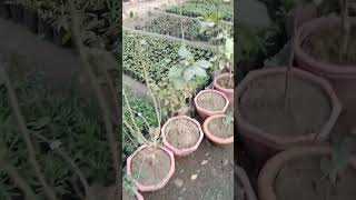 New flower plant Grow gardenplants india flowers naturebeautifulflower [upl. by Tammie]