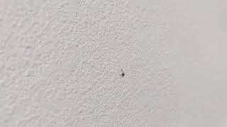 Pseudoscorpion climbing on my wall [upl. by Bucher401]