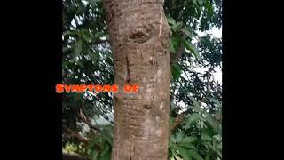 Symptoms of Gummosis Disease in Mango tree MajormangodiseaseinNepalIndia Gummosis [upl. by Anasiul]