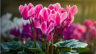 Focus sur le mini cyclamen [upl. by Chasse]