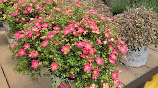 Potentilla Happy Face® Hearts Bush Cinquefoil  Hardy NATIVE Easy to Grow dwarf shrub [upl. by Kceb]