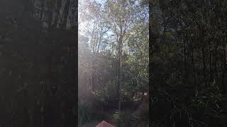 New record 28 lorikeets in 1 tree [upl. by Apollus342]