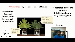 Cytokinins in Plants Definition amp Functions  Inter Biology  Chapter 3  Part 9 [upl. by Anek]