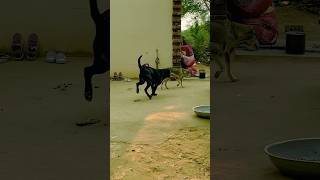 Kaliya ki gf aaj to ghar aagyi😝 calltosunil funny comedy doglover [upl. by Leamaj]