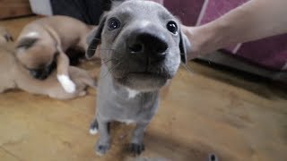 Getting our very first Whippet puppy [upl. by Titos]