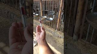 intramuscular injection 💉 animals cute calf  dairy farmingbuffalosaman youtubeshorts viral [upl. by Eikcid]