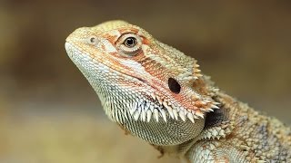 Bearded Dragon UpClose [upl. by Eissen]