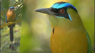 Lessons Motmot and its Call [upl. by Culhert]