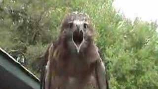 redtailed hawk screaming [upl. by Everard15]