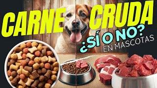 ¿LAS MASCOTAS PUEDEN COMER CARNE CRUDA 💘 ¿ES BUENO O MALO Video Definitivo [upl. by Reamy]