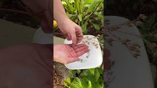 How to harvest Hairy beardtongue Penstemon hirsutus seeds [upl. by Adnauq970]