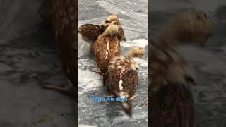 Tetra 46 dayspakistan aseelmurga viralvideo chicken like follow [upl. by Margo]