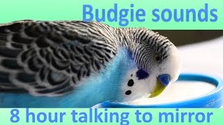 8 Hour Budgie talking with mirror Sounds [upl. by Zizaludba591]