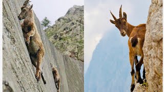 Mountain Goats  The Incredible Ibex Defies Gravity Despite Its Hooves [upl. by Stoeber]