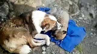 The mama dog hugged her puppy crying in vain she didnt know how to save him [upl. by Ella]