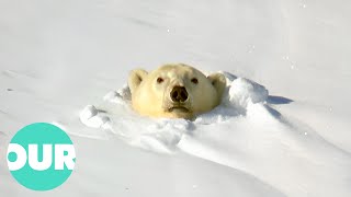 Witnessing the Power and Beauty of Polar Bears  Our World [upl. by Tessa]