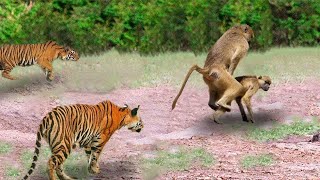 100 Monkeys vs Tiger to protect the cubs  Top battle of Monkey vs Animals in Africa [upl. by Higginbotham]