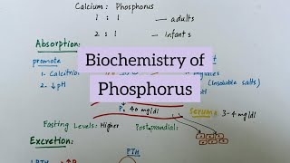 Phosphorus  Sources Functions Absorption Excretion  Biochemistry of Minerals [upl. by Linnell]