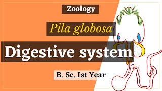 Digestive system of Pila globosa  In Hindi  B Sc Ist year  Zoology [upl. by Lrat]