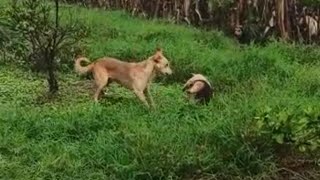 CACHORROS PEGANDO O TAMANDUÁ BANDEIRA FILHOTE😳😳 [upl. by Kcerred188]