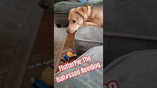 FlutterPie The Halfssed ReinDog The ANPS October Christmas SpecialSomehow funny beagle [upl. by Hubey]