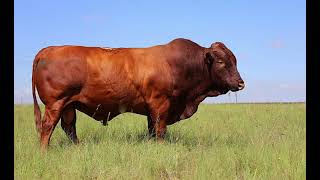 Bonsmara Cattle  Everything You Need To Know [upl. by Adnof]