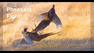 Video of Two Wild Pheasants Fighting [upl. by Gingras]