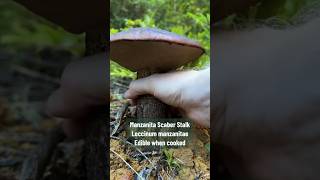 Mushroom ASMR Manzanita Bolete Leccinum manzanitae Scaber Stalk Tapping Explained [upl. by Aicilev]