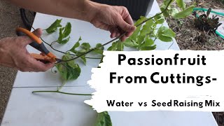 How to grow passionfruit from cuttings Water vs Seed Raising Mix [upl. by Neelloj946]