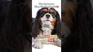 The Awesome King Charles Spaniel 💖5 reasons they make the best pet kingcharlesspaniel dog shorts [upl. by Zerk]